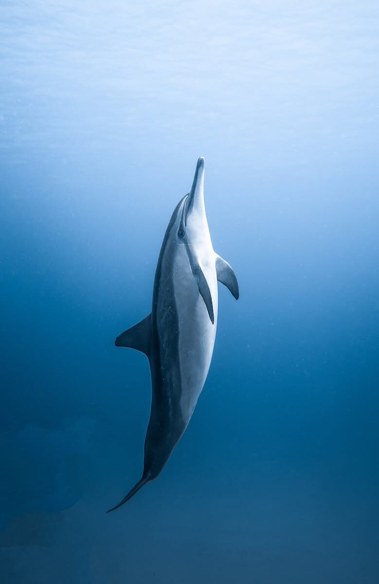 lonely dolphin in blue water