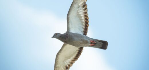 graceful pigeon soaring in blue sky