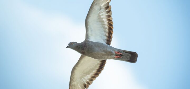 graceful pigeon soaring in blue sky