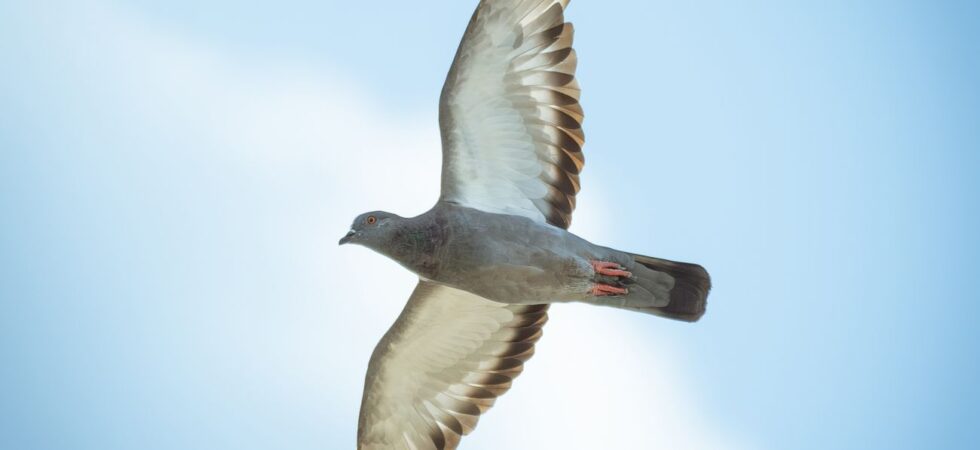 graceful pigeon soaring in blue sky